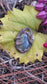 Twisting Branches and Labradorite